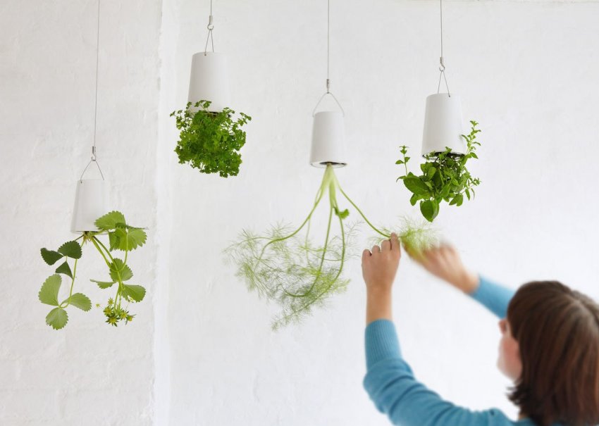 Найнеобичніше вирощування рослин, або розмовляймо про метод вирощування рослин догори ногами