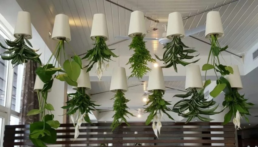 Найнезвичніше вирощування рослин, або поговоримо про метод вирощування рослин догори ногами