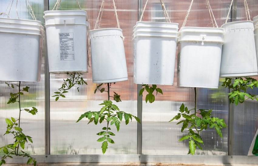 Найнезвичайніше вирощування рослин, або давай поговоримо про метод вирощування рослин догори ногами