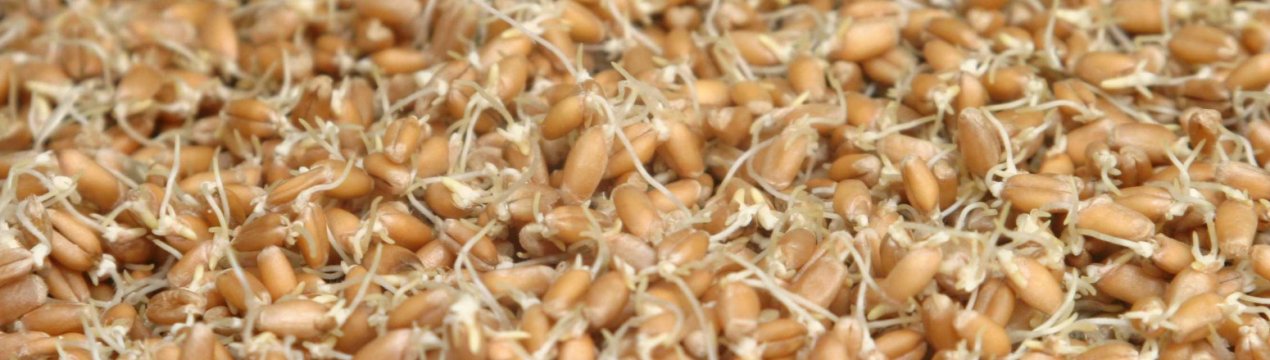 Пророщування пшениці в домашніх умовах для самогону