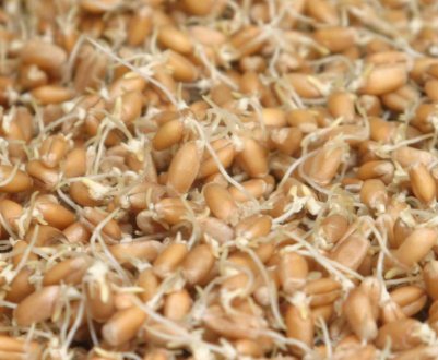 Пророщування пшениці в домашніх умовах для самогону