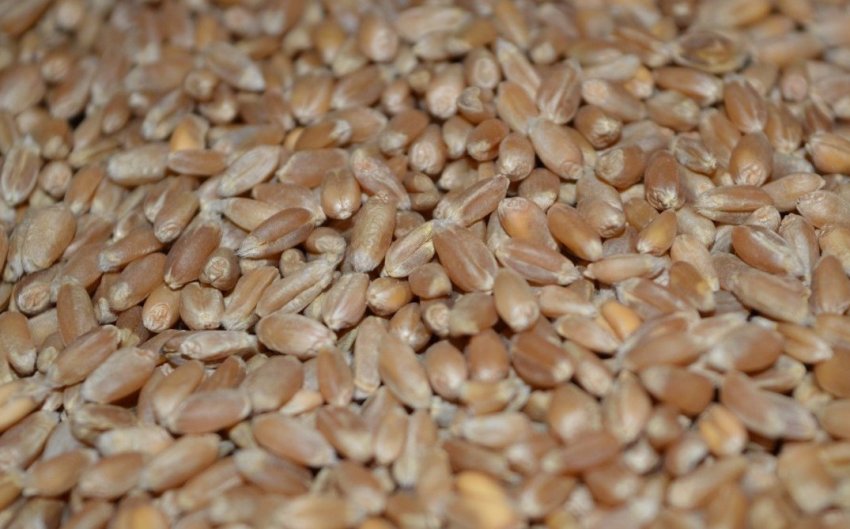 Как прорастить пшеницу в домашних условиях для еды людям пошагово с картинками для начинающих видео