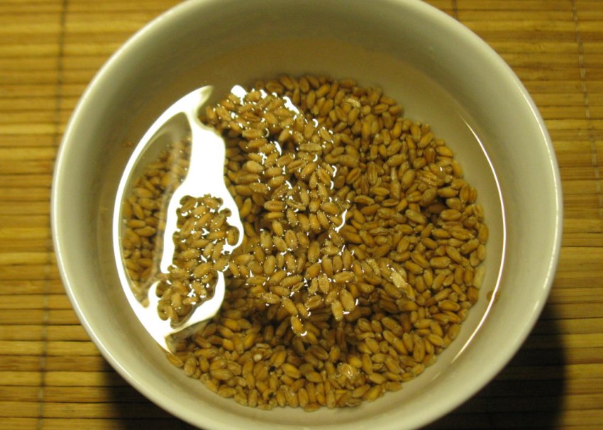 Замочування пшениці перед пророщуванням Замочування пшениці перед пророщуванням