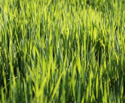 Застосування вівса як сидерата