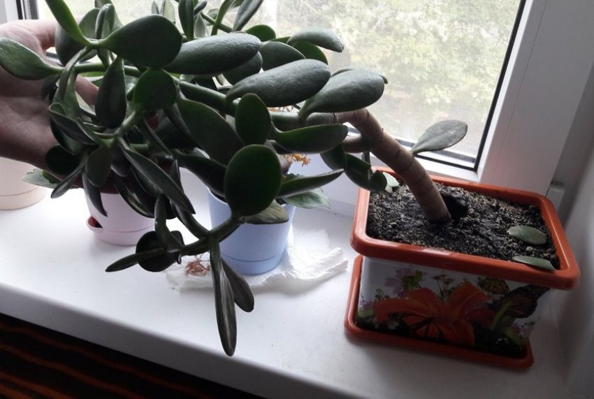 Коли потрібно поливати грошове дерево