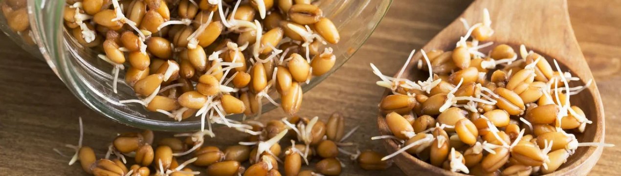 Користь і шкода пророщеної пшениці, як правильно вживати паростки