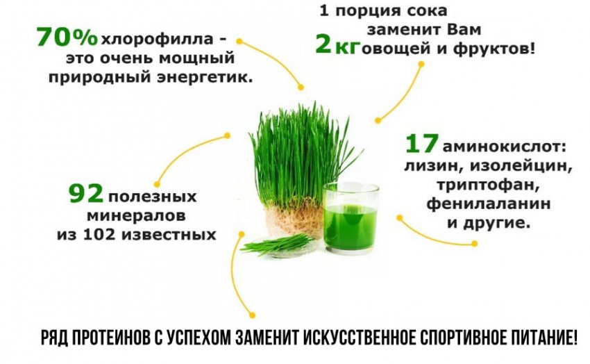 Состав сока ростков пшеницы