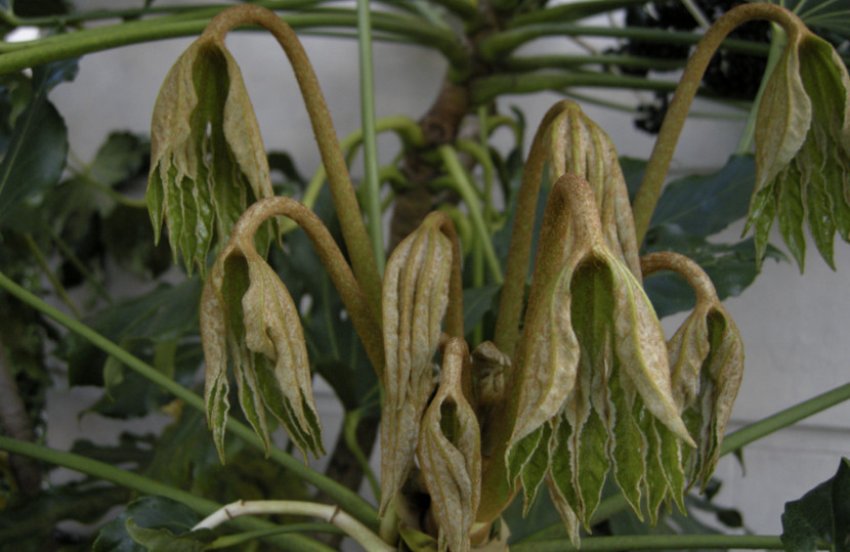 Пониклі листя фатсії