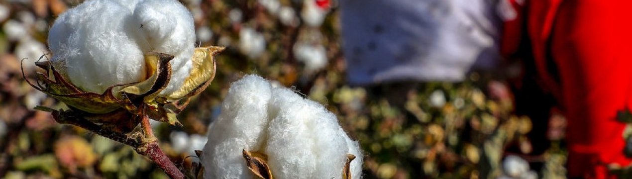 Новини ринку бавовни в США