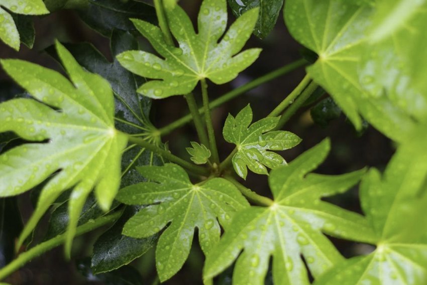 Фатсія японська