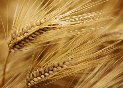 Технологія вирощування озимого ячменю