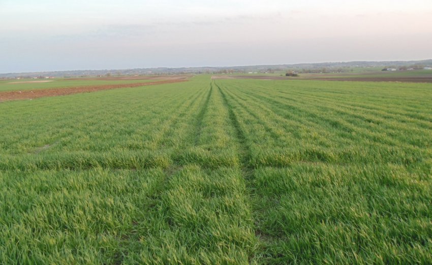 Ячмінь КВС Меридіан