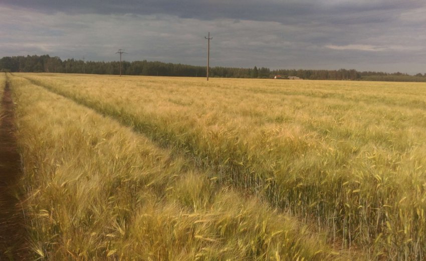 Ячмінь КВС Тенор