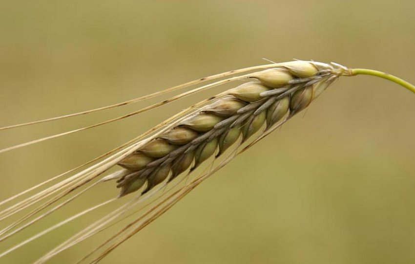 Ячмінь Вінтмальт