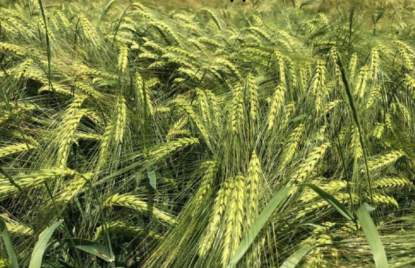 Ячмінь Луран