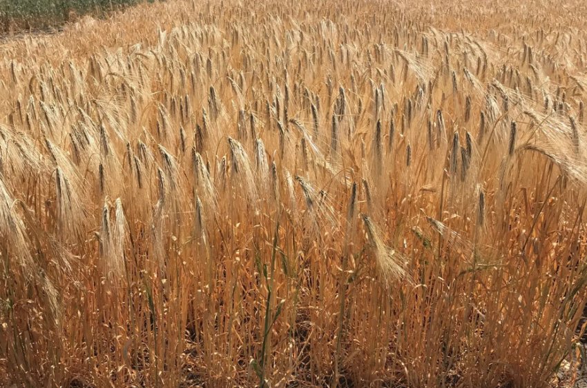 Озимий ячмінь Девятый Вал