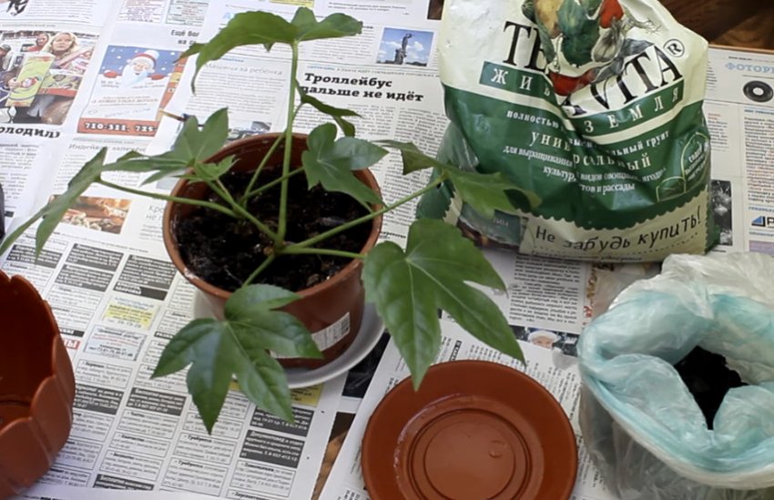 Пересадка фатсії