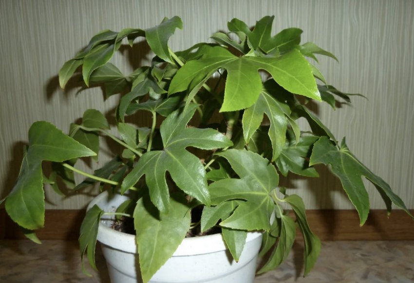 Фатсія японська