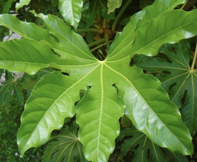 Кімнатний квітка фатсія японська: вирощування і догляд в домашніх умовах