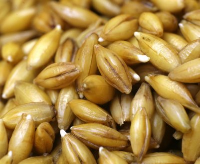 Як пророщувати ячмінь для їжі