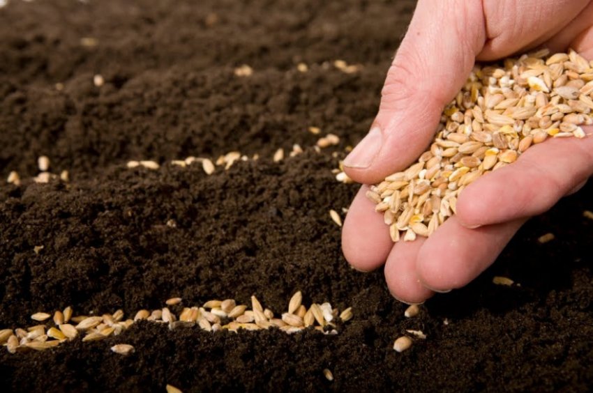 Посів пшениці Посів пшениці