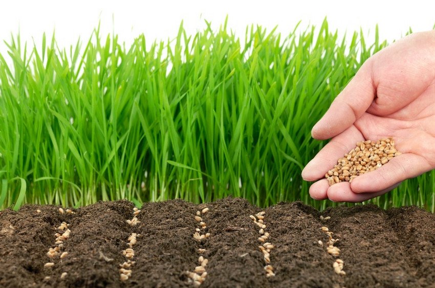 Терміни посіву пшениці в різних регіонах Терміни посіву пшениці в різних регіонах