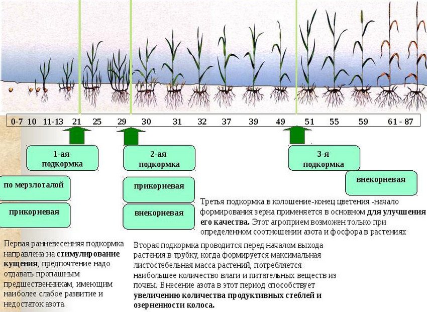 Схема внесення добрив під пшеницю Схема внесення добрив під пшеницю