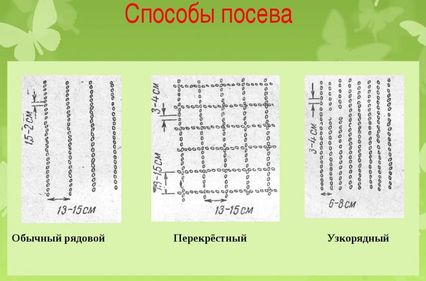 Пунктирный способ посева. Схема посадки кукурузы квадратно гнездовым. Способ посева зерновых. Технология возделывания озимой пшеницы схема. Схема технологии посева яровой пшеницы.