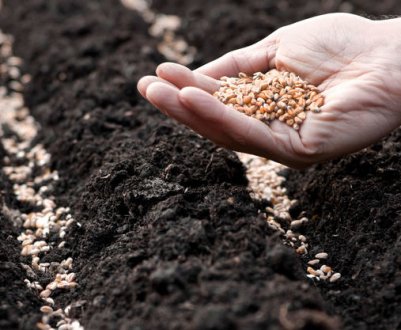 Як сіяти пшеницю: технологія вирощування озимих і ярих сортів