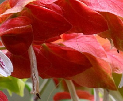 Белопероне: догляд в домашніх умовах