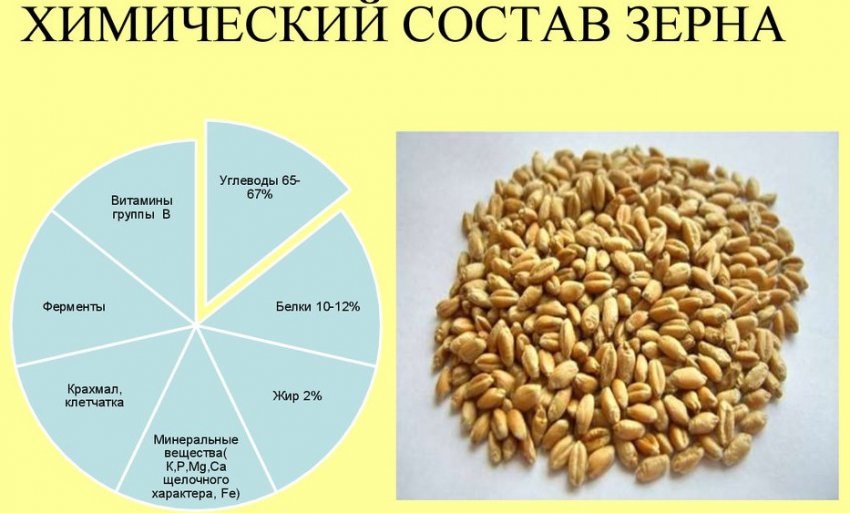 Химический состав зерна