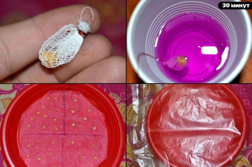 Дезінфекція насіння у розчині марганцовки Дезінфекція насіння у розчині марганцовки