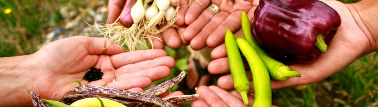 Обробка насіння перед сівбою