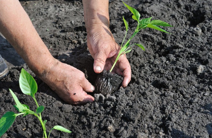 Висадка розсади перцю Висадка розсади перцю