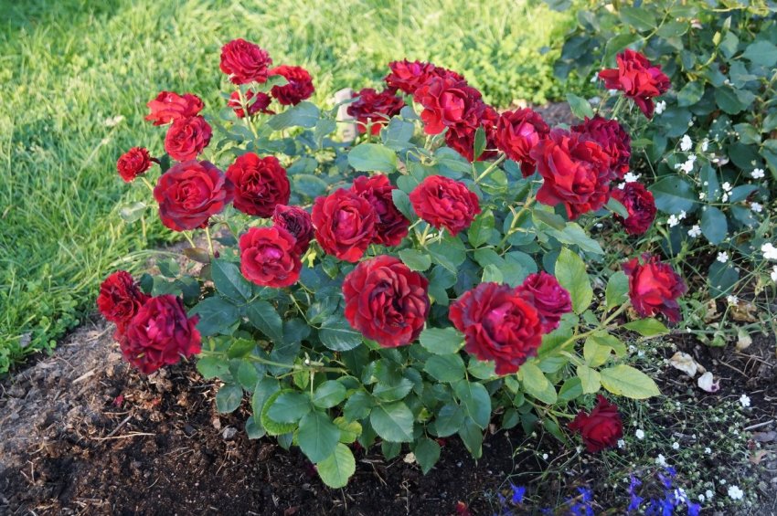 Hommage a Barbara Hommage a Barbara