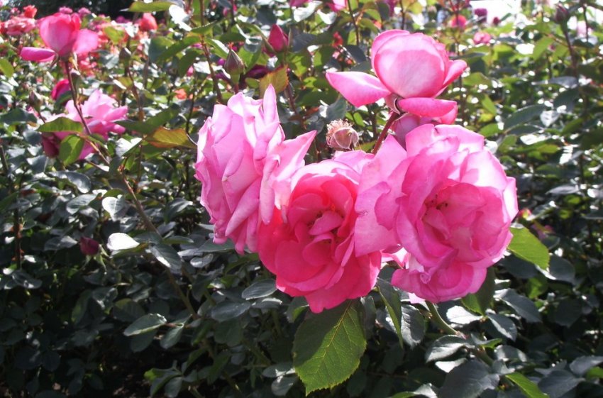 Троянда Elisa Троянда Elisa