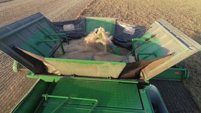 Обмолот проса Обмолот проса