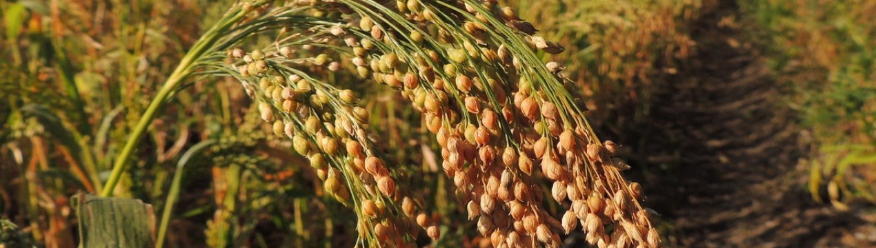 Технологія збирання врожаю проса