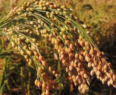 Технологія збирання врожаю проса