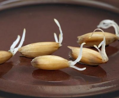 Лікувальні властивості пророщеного вівса, його користь і шкода для людини