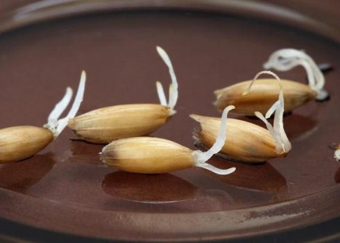 Лечебные свойства пророщенного овса, его польза и вред для человека