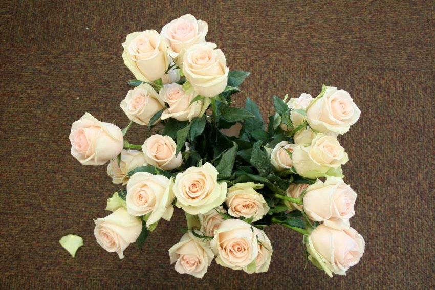 Троянда La Perla Троянда La Perla