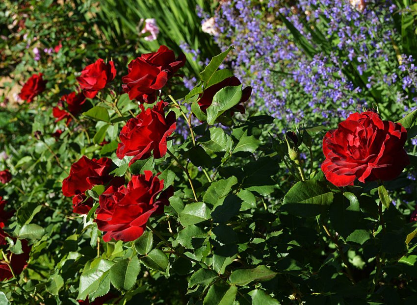 Троянди Dame de Coeur Троянди Dame de Coeur