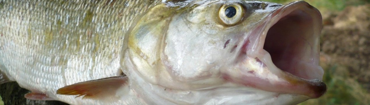 Ловля жереха на кастмастер із мушкою