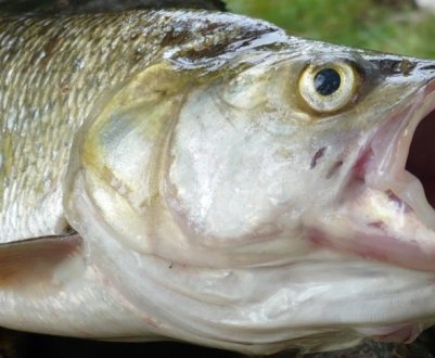 Ловля жереха на кастмастер із мушкою