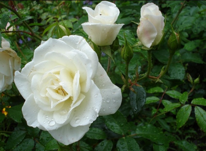 Троянда Virgo Троянда Virgo