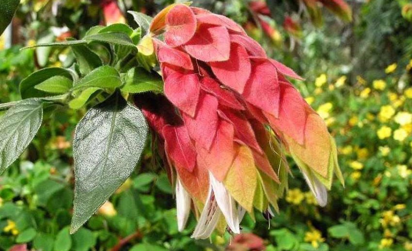 Белопероне краплинна