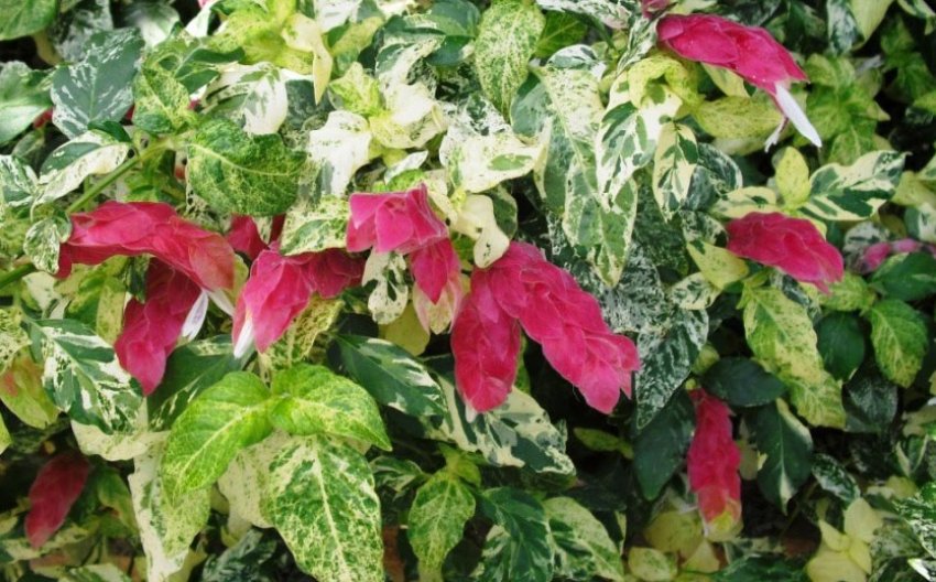 Белопероне вариегатная