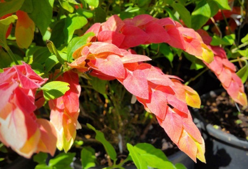 Белопероне Плюмбаголистная