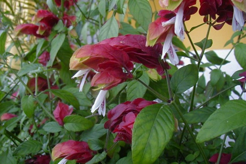 Белопероне лілова